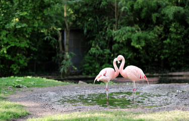 Pink flamingo at Frankfurt zoo - the bird's neck draws a heart