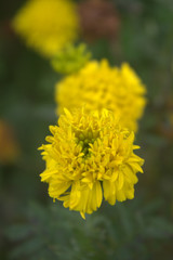 yellow flower dandelion blossom