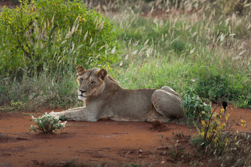 Lion