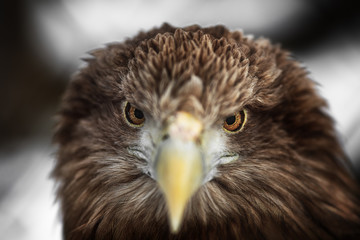 Portrait of eagle, White-tailed (Haliaeetus albicilla)