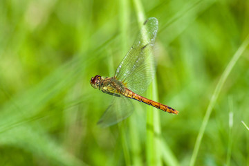 Blutrote Heidelibelle
