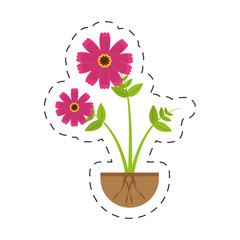 pink cosmos flower growing vector illustration eps 10