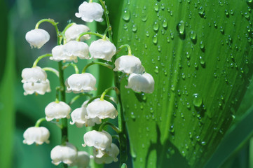Forest lily of the valley flowers in water drops