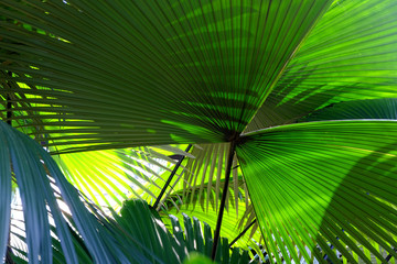 Obraz na płótnie Canvas Green Palm leaves with sunlight in a nature green forest