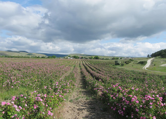 Fototapeta na wymiar field of blooming pink damask roses at Bakhchisaray, Crimea
