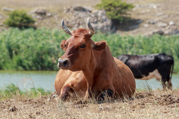 cow lying in a pasture