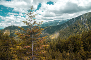 Autumn colors on mountain forest