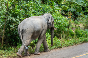 Naklejka premium Elephant walking on a dirt road near the forest.Thailand