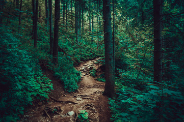 Naklejka premium Pathway into the dark forest