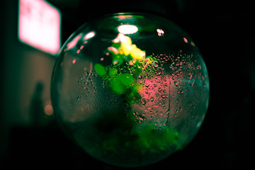 The green plant in the globe with highlight