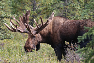 Denali National Park