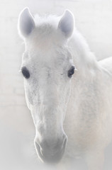 Obraz na płótnie Canvas White horse closeup. Portrait of the horse.