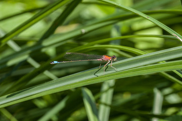 Große Pechlibelle