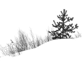 winter pine tree and bushes on the snow-covered hills