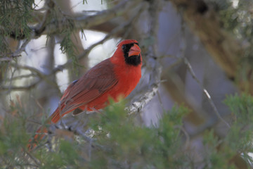 Northern cardinal (Cardinalis cardinalis) on branch, Cape May State Park, New Jersey, USA