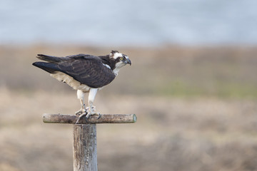 Osprey (Pandion haliaetus) on pole, Edwin B. Forsythe National Wildlife Refuge, New Jersey, USA