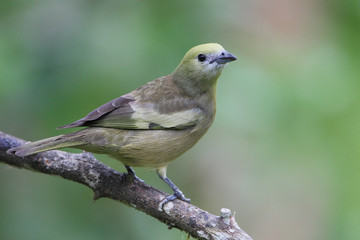 Palm tanager (Thraupis palmarum) on branch in garden, Itanhaem, Brazil