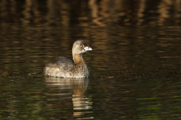 Pied-billed grebe (Podilymbus podiceps) in early morning light, Ding Darling NWR, Florida, USA