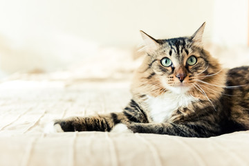 Grey cat lying on bed