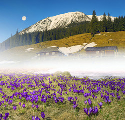 Flower farm Carpathian Mountains