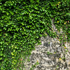 The green ivy on a stone wall, a beautiful background