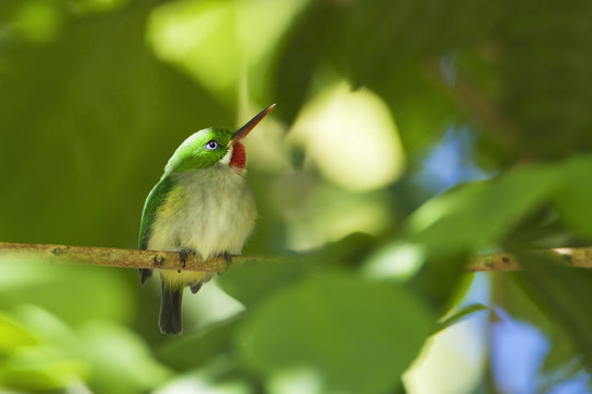 Puerto Rican tody (Todus mexicanus) sitting on branch, Cambalache Forest, Puerto Rico 