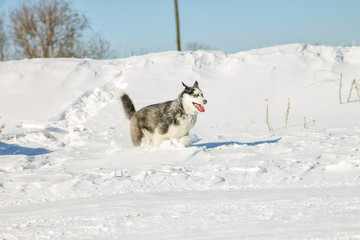 Fototapeta na wymiar Husky Puppy fun running on the snow drifts