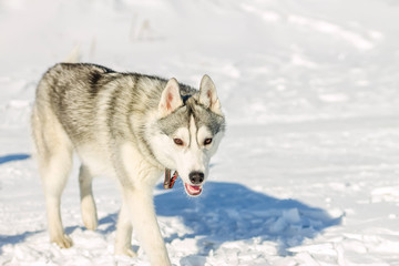 Portrait of husky puppy in winter in snow