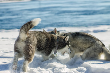 Two Huskies Schenkka fun playing in snow drifts