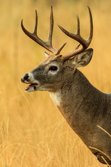 Whitetail Buck Calling During Rut