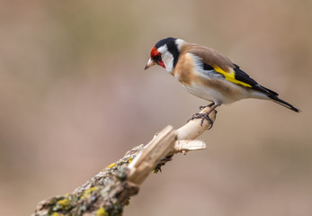 Obraz premium Le chardonneret élégant