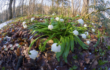 Alpine snow flowers