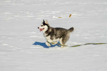 Husky Puppy fun running on the snow drifts