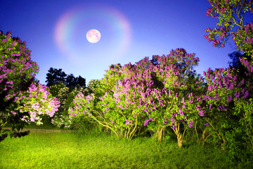 Lilacs romantic night
