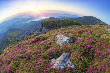 Fototapeta na wymiar Rhododendron Valley Black Mountain