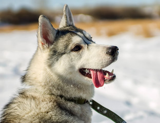 Portrait of husky puppy in winter in snow