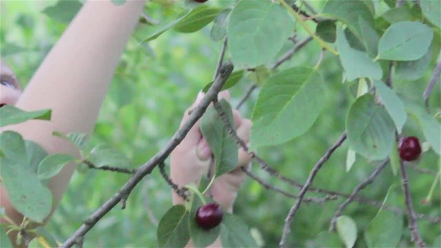 boy plucks cherries/Boy hands collecting cherries in summer and eat