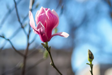 Pink Magnolia flower