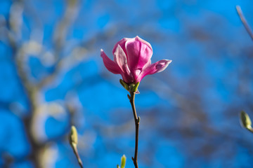 Fototapeta na wymiar Pink Magnolia flower
