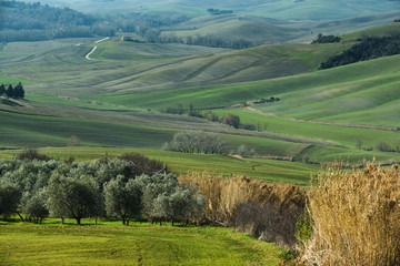 Fototapeta na wymiar Unknown field Tuscan countryside in Italy.