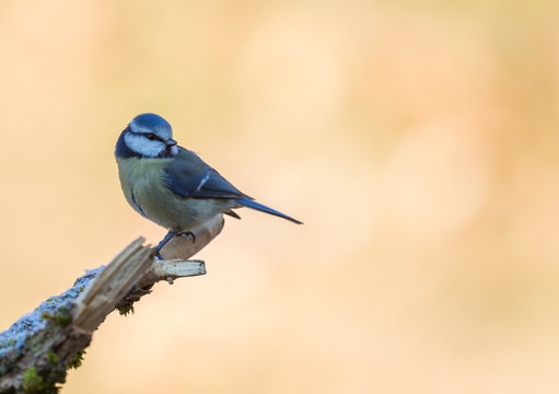 La m&eacute;sange bleue