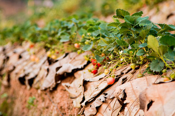 Strawberry berries fresh from the tree.