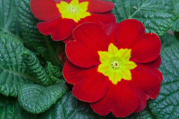 Close up of Primula in  red and yellow