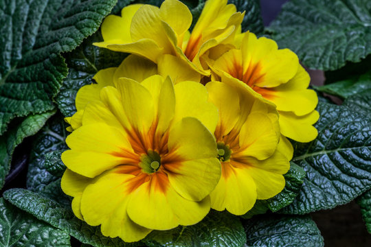Close up of Primula in yellow and orange
