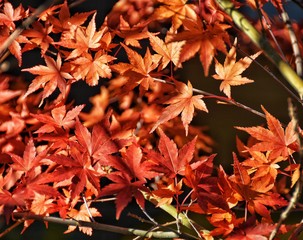 Red maple leaves On a black background.