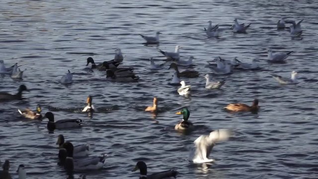 Birds and ducks on the river