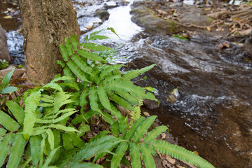 Fern leaf location on the brook