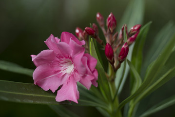 Pink flower