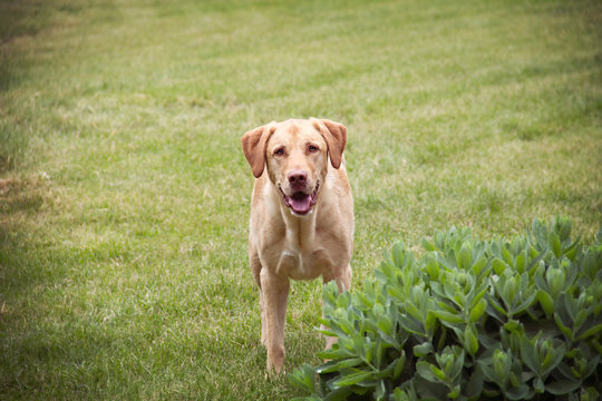 Playful Yellow Lab