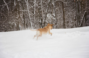 Fototapeta na wymiar Playful yellow labrador